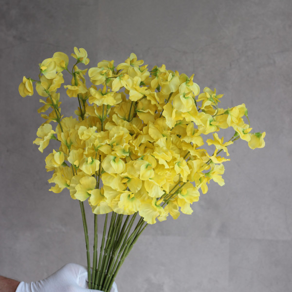 Латірус жовтий 60 см