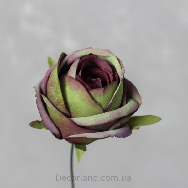 Троянда Antique purple-green