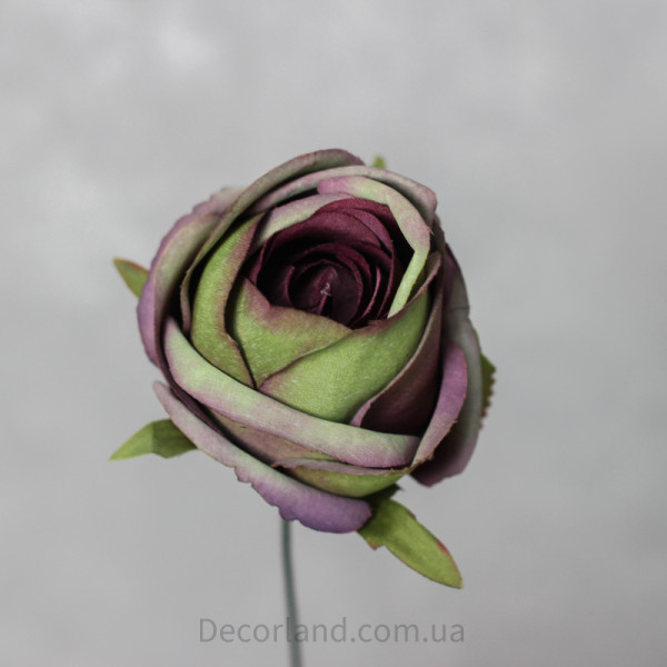 Троянда Antique purple-green