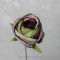 Троянда Antique purple-green