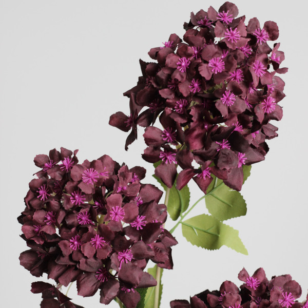Гортензія волотиста сливова