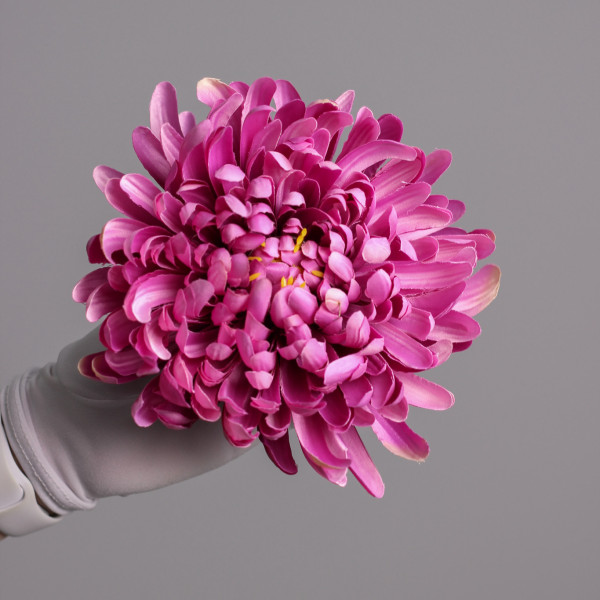Хризантема фіолетова