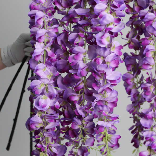 Гліцинія фіолетова