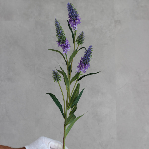 Вероніка фіолетова