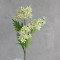 Малькольмія салатова XL