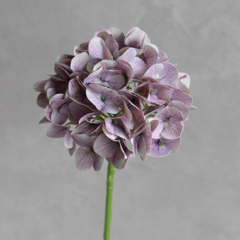 Гортензія латексна mauve
