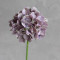 Гортензія латексна mauve
