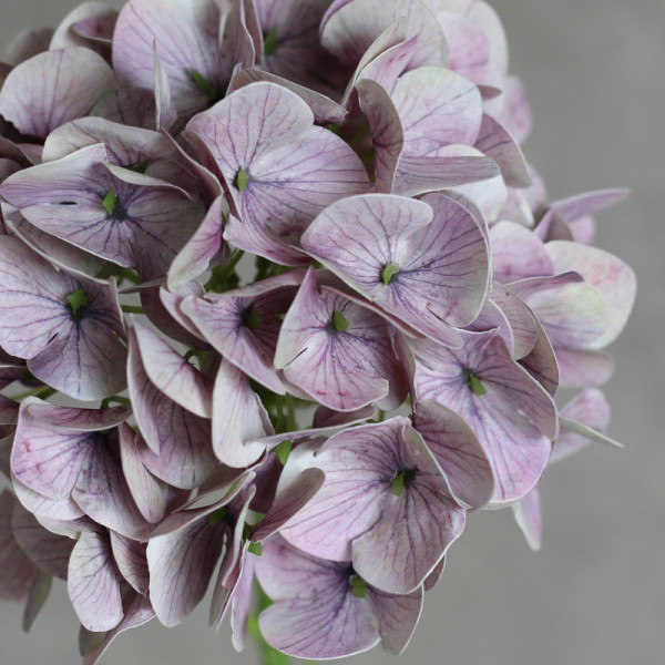 Гортензія латексна mauve