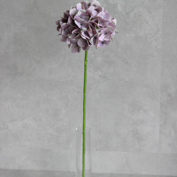 Гортензія латексна mauve