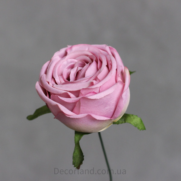 Троянда O'Hara mauve 7 см
