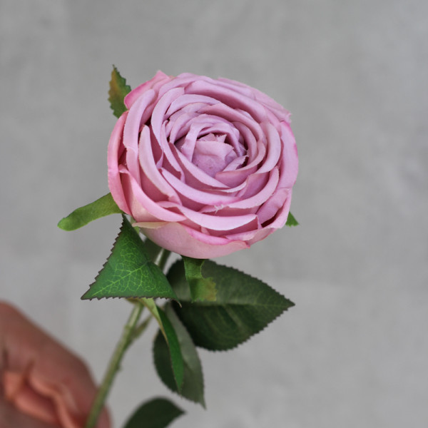Троянда O'Hara mauve на стеблі