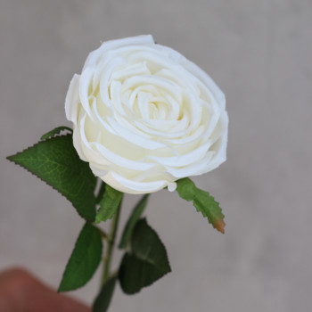 Троянда O'Hara біла на стеблі