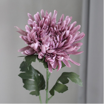 Хризантема на стеблі mauve