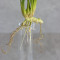 Кущ Монстери латексний