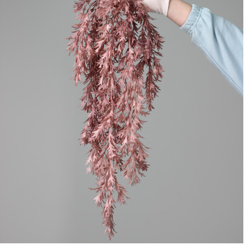 Платіцеріум ампельний mauve