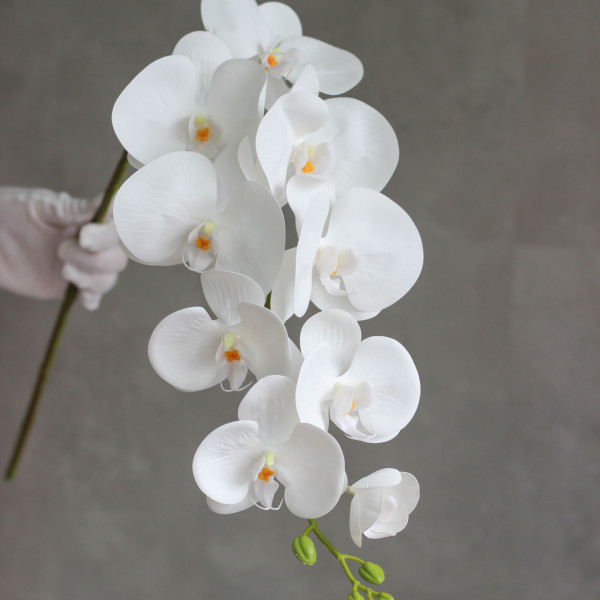 Орхідея латексна біла