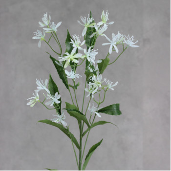 Зірочник латексний блакитний