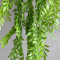 Гледиція латексна ампельна 