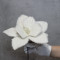 Магнолія плюшева біла