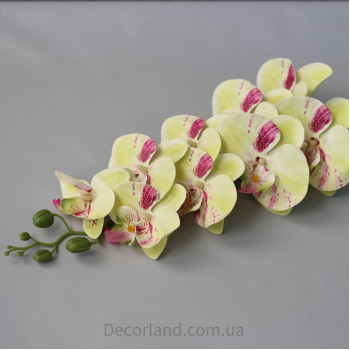 Орхідея REAL TOUCH LT GREEn PINK