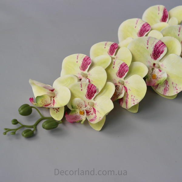 Орхідея REAL TOUCH LT GREEn PINK
