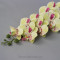 Орхідея REAL TOUCH LT GREEn PINK