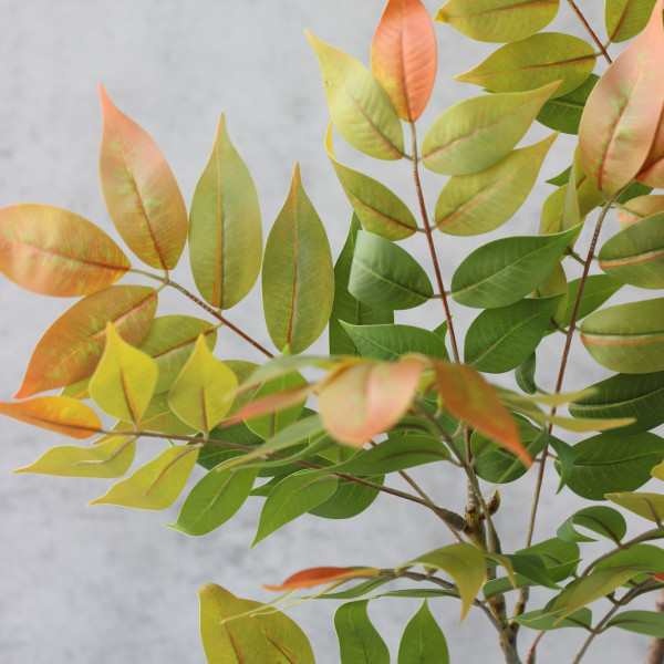 Гліцинія латексна з оранжевим