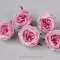 Троянда Англійська фіолетова 7 см