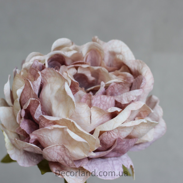 Піон mauve 15 см