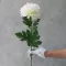 Хризантема біла на стеблі