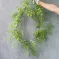 Гірлянда Рускуса латексна