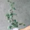 Плющ 89 см зелено - попелястий