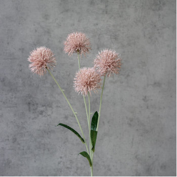Квітка часника лілова