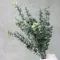 Евкаліпт Baby Blue х5