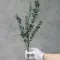 Евкаліпт Baby Blue х5